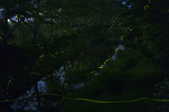 _DSC0286