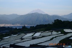 棚田の富士