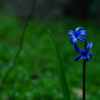 花Ⅲ