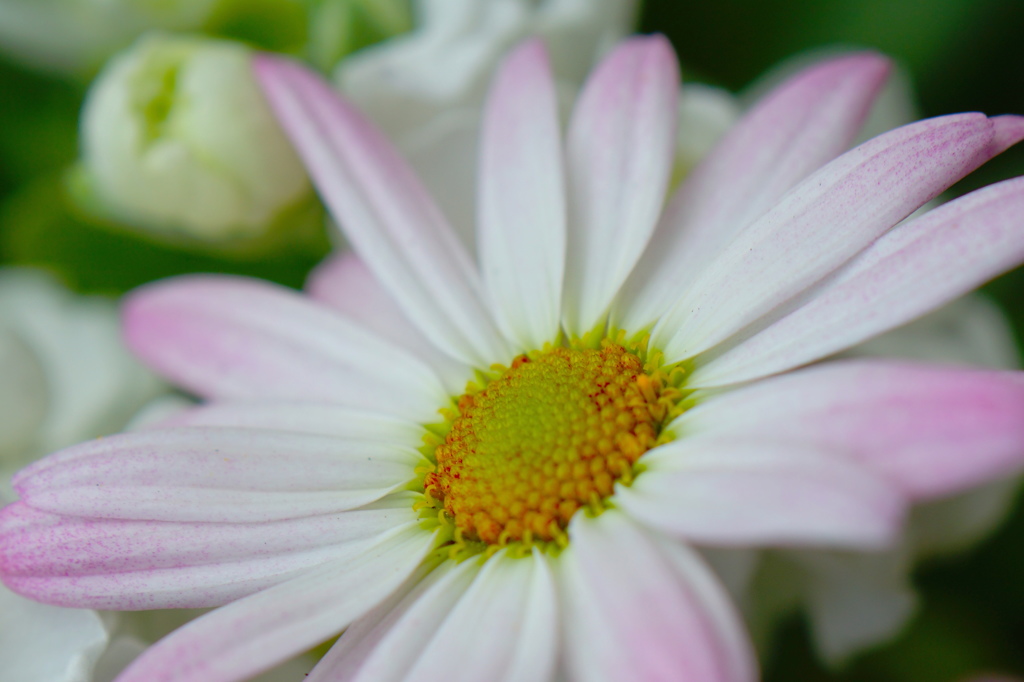 花Ⅱ