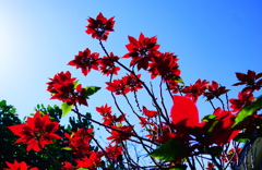 天に伸びる赤い花