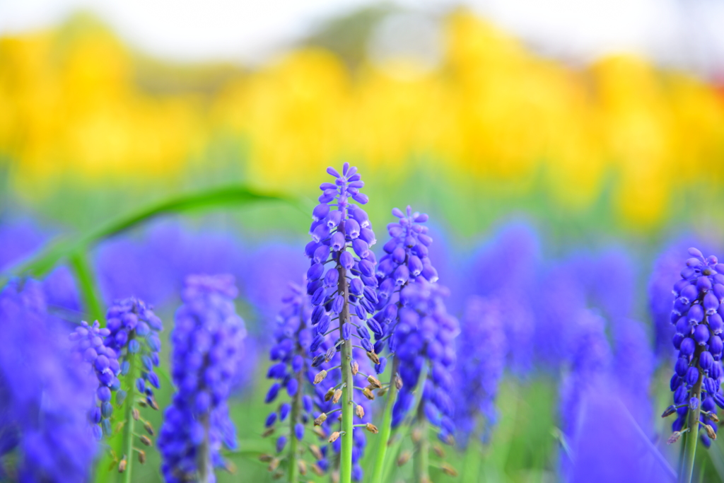 お花
