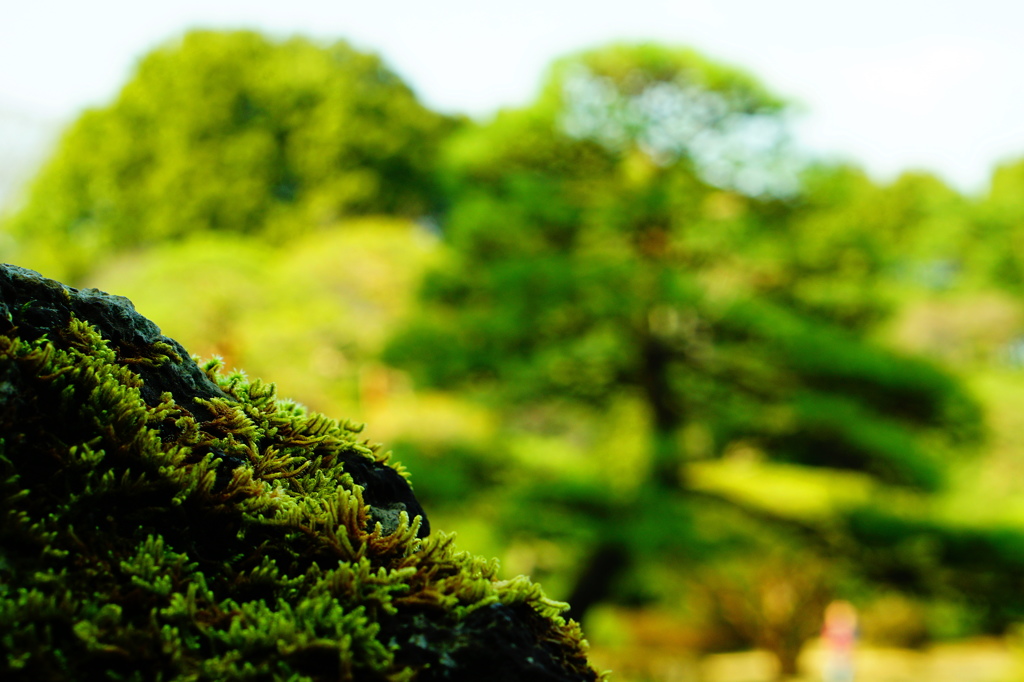 苔と松