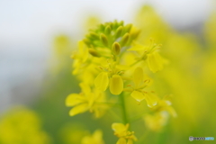 近所の菜の花