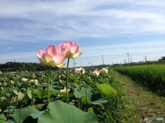 スマホでハスの花