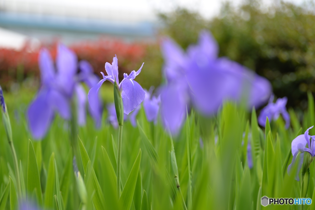 杜若（カキツバタ）