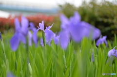 杜若（カキツバタ）