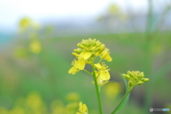 近所の菜の花