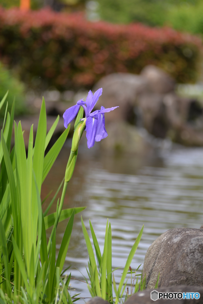 杜若（カキツバタ）