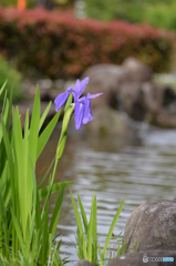 杜若（カキツバタ）