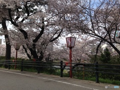 花見