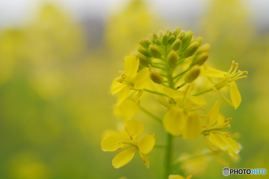 近所の菜の花