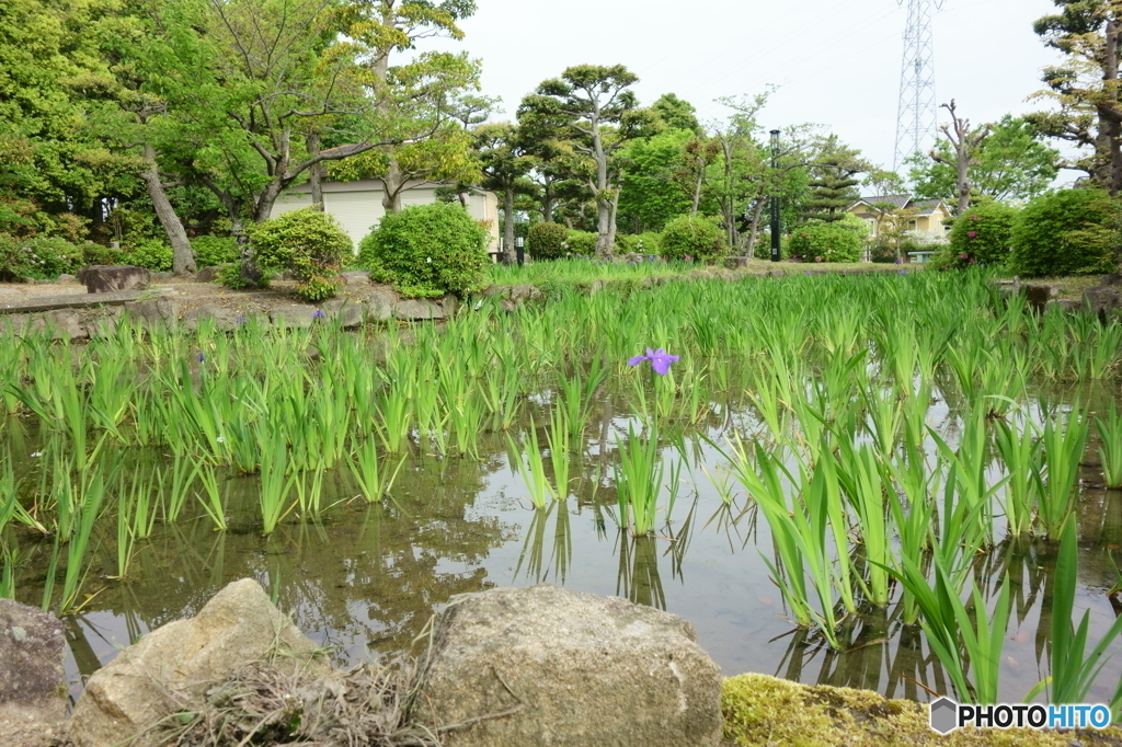 杜若（カキツバタ）