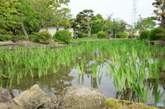 杜若（カキツバタ）