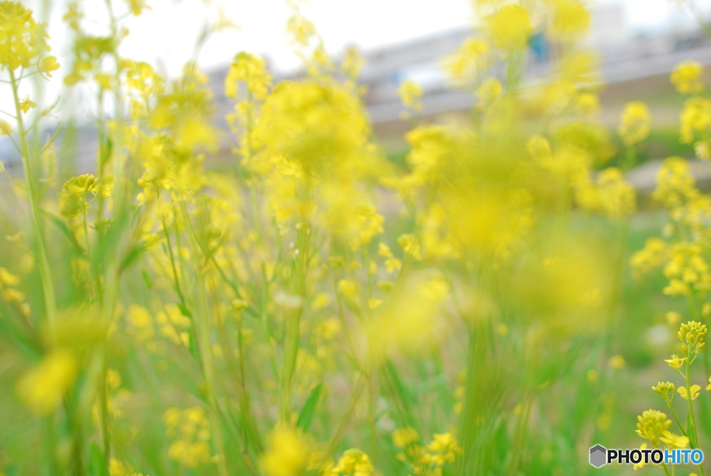 近所の菜の花