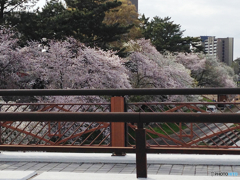 花見