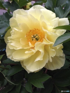 芍薬 オリエンタルゴールド