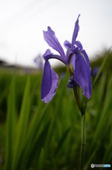 杜若（カキツバタ）