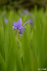杜若（カキツバタ）