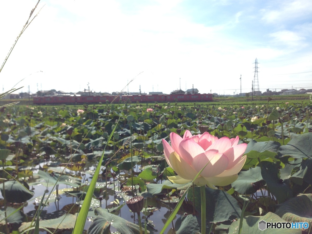 スマホでハスの花