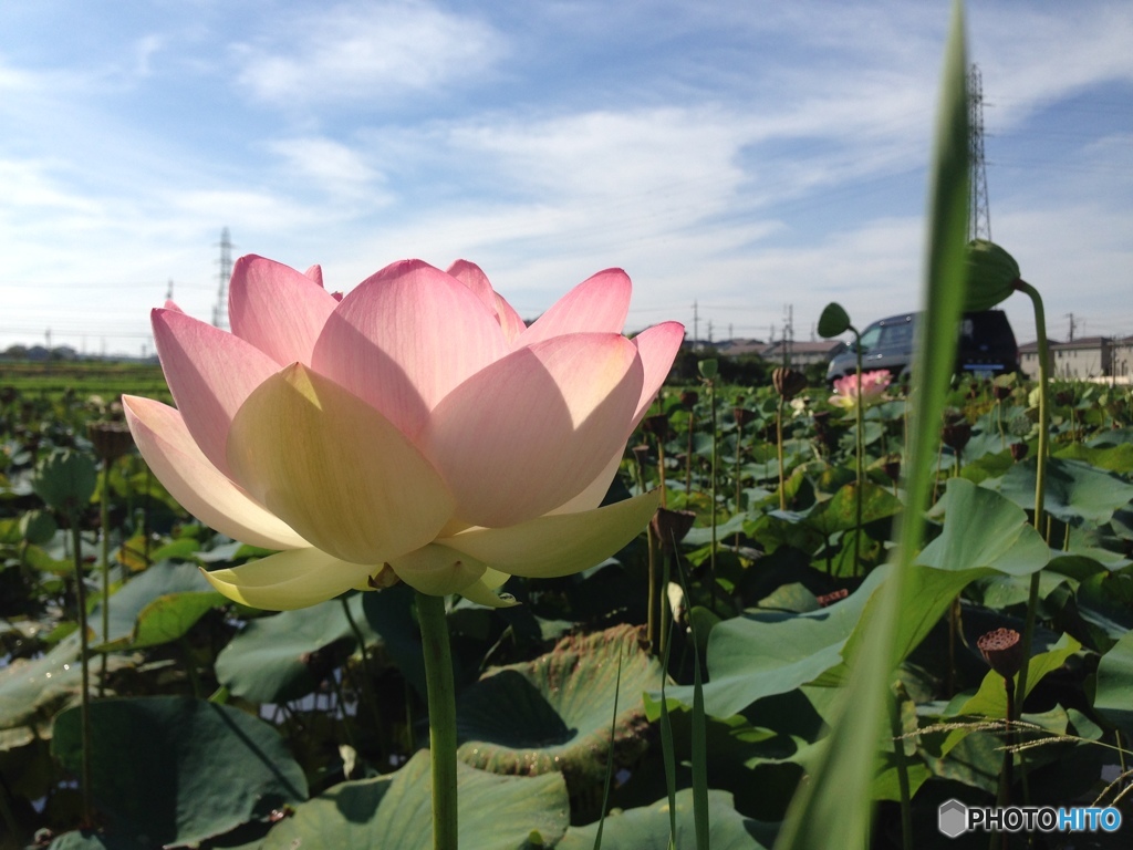 スマホでハスの花