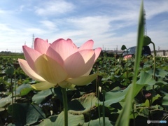スマホでハスの花