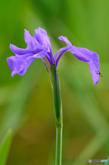 杜若（カキツバタ）