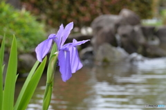 杜若（カキツバタ）