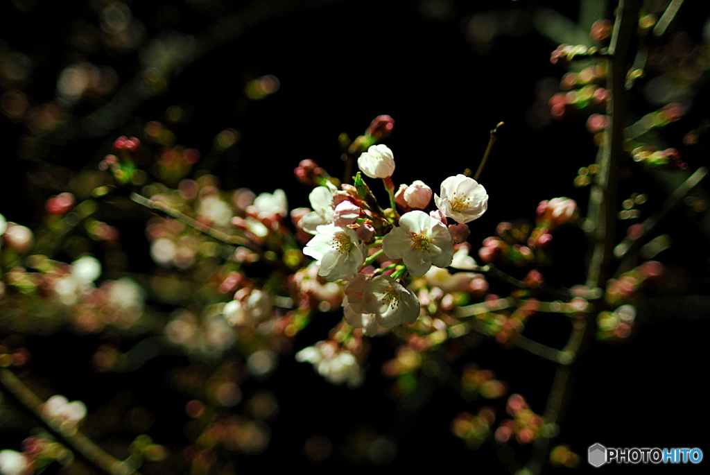 夜桜