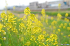 近所の菜の花