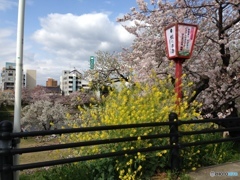 花見