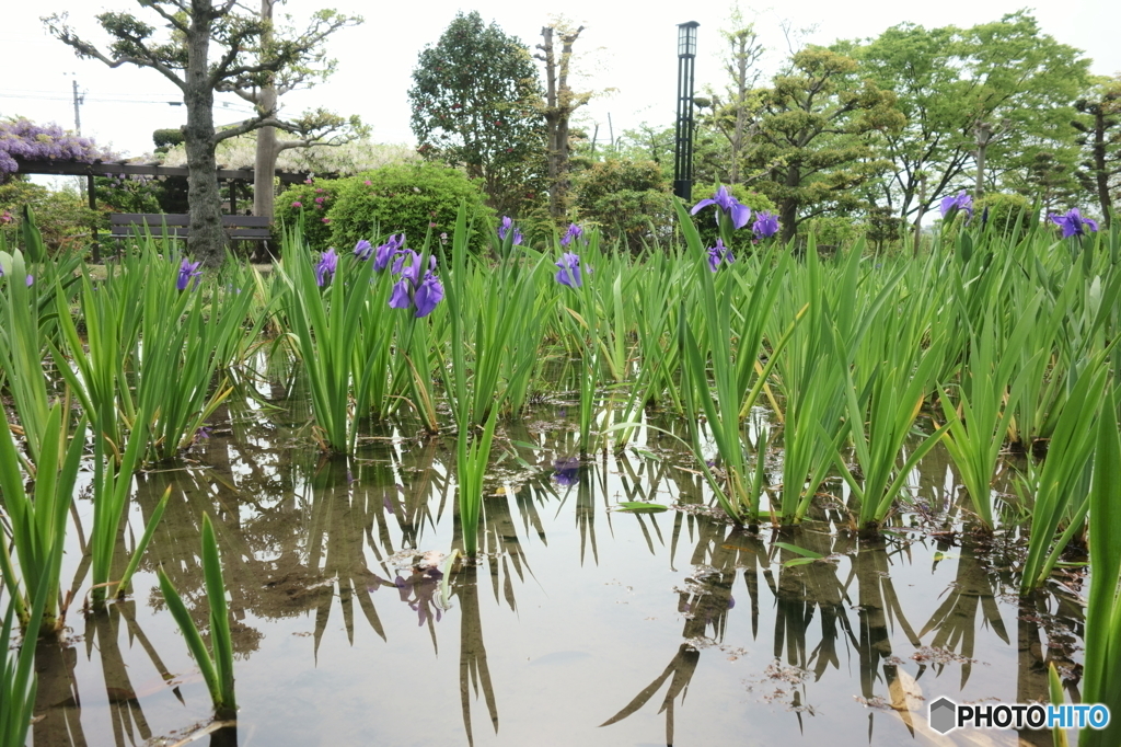 杜若（カキツバタ）