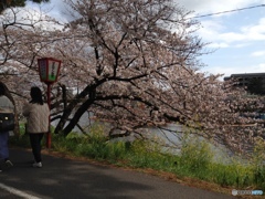 花見