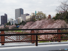 花見