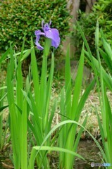 杜若（カキツバタ）