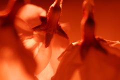 夜桜