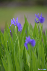 杜若（カキツバタ）