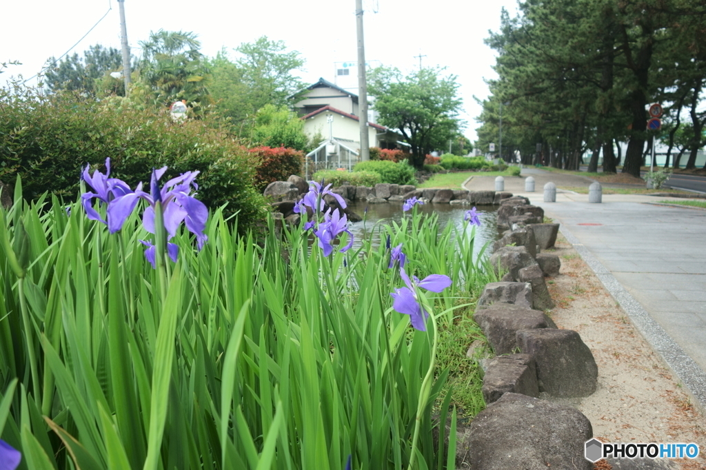 杜若（カキツバタ）