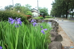 杜若（カキツバタ）