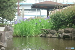 杜若（カキツバタ）
