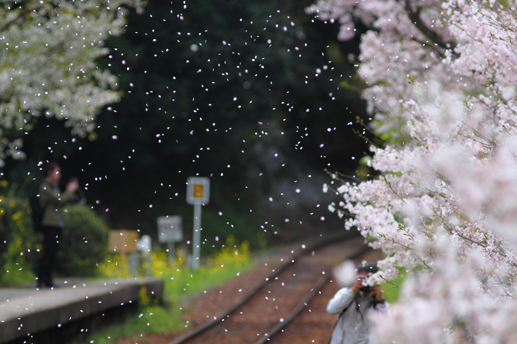 桜からのご褒美