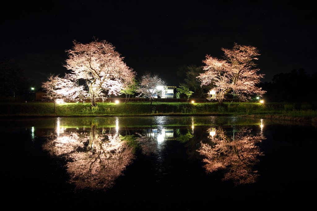 飯給駅の夜桜#2