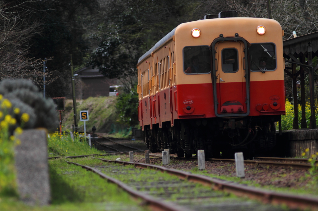 春行き列車　小湊鐵道