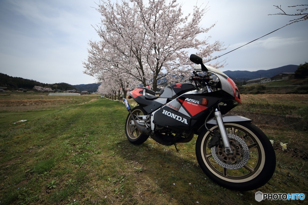 桜と愛車2