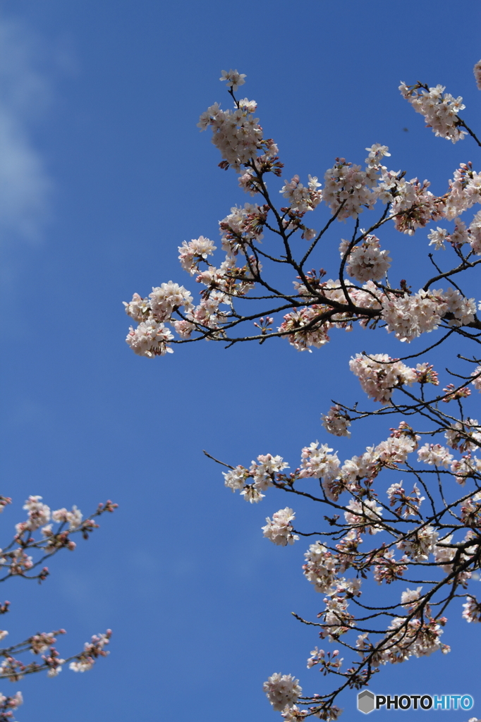 青空と桜