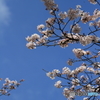 青空と桜