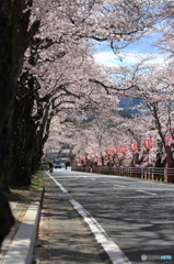 少し早い桜のトンネル