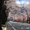 少し早い桜のトンネル