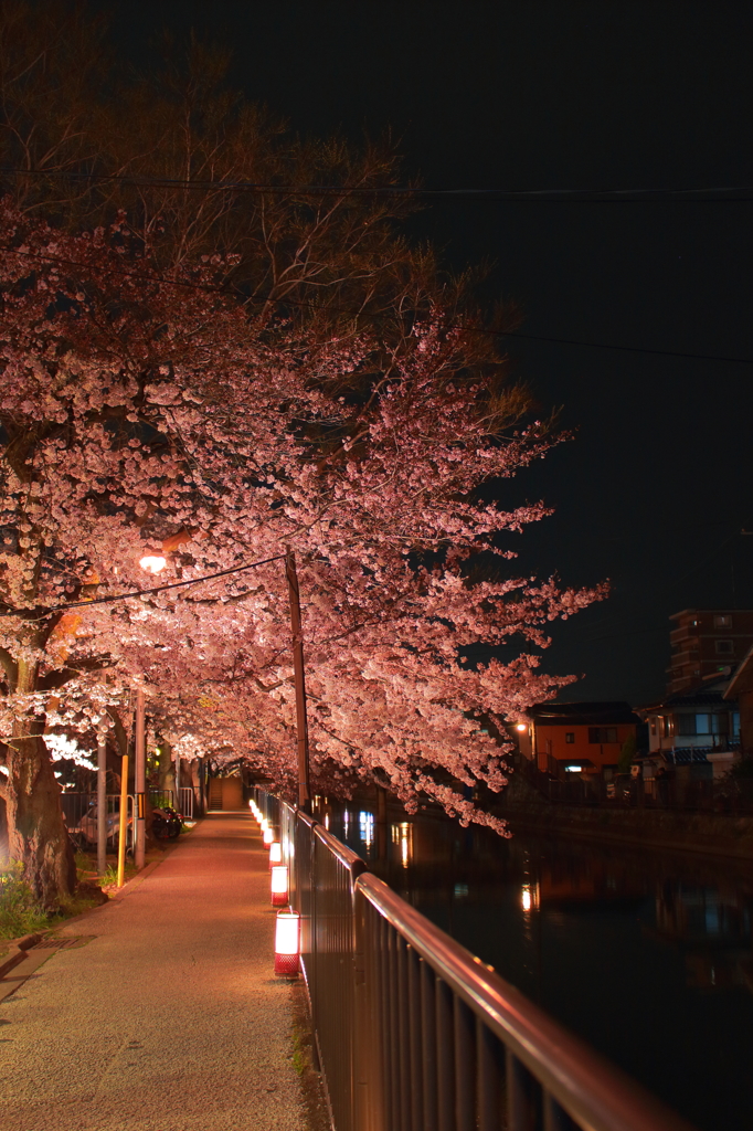 桜と小道