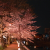 桜と小道